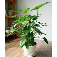 tanaman hias philodendron burle marx - philo brekele