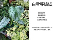 心栽花坊-白雲蔓綠絨/3吋/綠化植物/室內植物/觀葉植物/售價500特價400