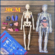 Human Body Torso Medical Practice Tool/ Human Anatomy Model Body/ Human Anatomy Teaching Aid