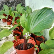 BIBIT KUNYIT HITAM ASLI ORIGINAL SIAP KIRIM