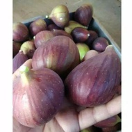 buah tin yordania buah ara fresh 1 kg