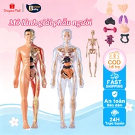 BermaBaby - Removable Human Body Anatomy Assembly Model, Anatomy Toy Children's Toy Anatomy Model Hu