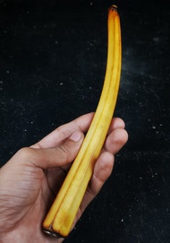 ONCE GG THAILAND ASLI PANJANG 25 CM MELENGKUNG