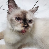 Kucing betina himalaya 10bln