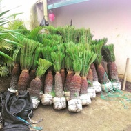 pohon palm sikas/tanaman hias sikas/pohon pelindung