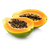 Papaya Extract/ Betik Ekstrak/ 木瓜萃取液 (Pure/ Natural)