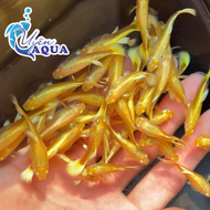 Combo 10 tặng 1 Full gold gen guppy thủy sinh_Hoàn tiền khi gặp sự cố_Uyên Aqua