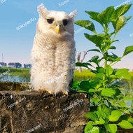 BUBO SUMATRANUS OWL BURUNG HANTU PUTIH JINAK