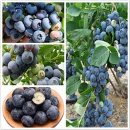 Malaysia Ready Stock 20pcs Blueberry Seeds Fruit Seeds Blueberry Fruit Tree Bonsai Seed Live Plant In Pot Balcony Potted Plant Seed Nutritious and Delicious Sweet Blueberry Fruits Home Garden Planting Benih Pokok Buah Benih Pokok Bunga