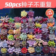 🌹【Fresh seed】【HOT SALE】 50pcs  The new succulent seeds in the store do not repeat the delivery of 50 succulent🌹