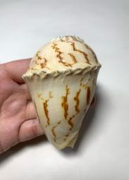 少有的椰子螺型變有特色 尺寸：93mm 產地菲律賓