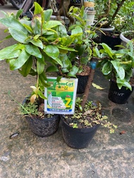 Combo 2 mai vàng Tự Quắn Tặng 1 gói Comcat