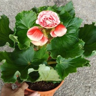 Asam Batu Bunga Pink Rose ( Rose flower of begonia )