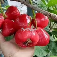 Terlaris Bibit Tanaman Buah Jambu Air Red Taiwan Super Genjah Unggul Pohon Jambu Air Merah Taiwan Ok