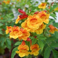 Pokok bunga tecoma orange jubilee