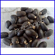 ▤ ➕◬ ◊☜ Talantangan / Tuba-tuba Seeds/ for planting