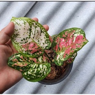 3-Color Gem Tree Rare Auspicious Aglaonema