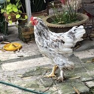 Ayam Brahma Jantan