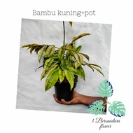 Bambu kuning + pot hitam biasa