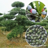 Japanese Tongue Seed Pearl Wholesale Arhat Pine Red Leaf Small Leaf Golden Diamond Arhat Pine Big Bu