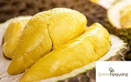 GHZ - Musang King Durian D197 Fruit Tree Anak Pokok Buah Durian Musang King 猫山王 果王榴莲