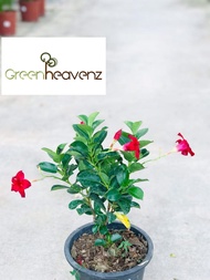 GHZ - Mandevilla Sanderi Dipladenia Live Plant Pokok Bunga Gantung Loceng 紅蟬花