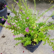 🌱Cupea Pokok Hidup Live plant Hiasan Garden Outdoor Tahan Panas dan Mudah Membiak
