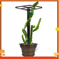 Premium Dragon Fruit Trellis - Durables Metal Trellis for Vertical Gardening and Climbing Plants