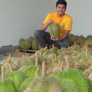 Durian Montong Bali-Palu Premium Fresh Utuh Pilihan - Durian SiPapi