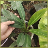 ☈ ✙✷ ☏ GREEN ORLANDO PHILODENDRON PLANT STABLE!!!!