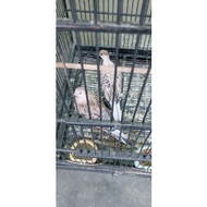 burung tekukur leopard (unik/langka)