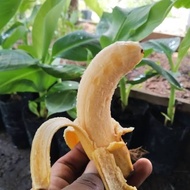 Bibit Tanaman Buah Pisang Barangan Medan | Bibit Pisang Barangan Merah