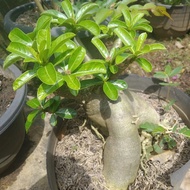 tanaman adenium bonsai bonggol besar