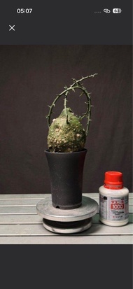 塊根植物 小尺寸球腺蔓
