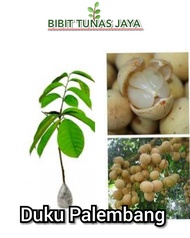 bibit buah duku komering atau duku palembang