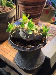 惠比須笑 Pachypodium Brevicaule