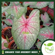 Caladium Red Plant Leafy Indoor Outdoor Plant | LIVE PLANT (PTP0343)