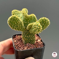 หูช้างคริส Opuntia Microdasys Var. Pallida cristata ไม้อวบน้ำ กุหลาบหิน cactus&amp;succulent