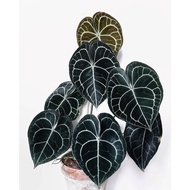 Treopika- Anthurium Clarinervium Dark Form