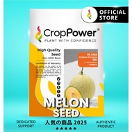 (100 SEEDS) Biji Benih Melon Golden Princess 香妃 ML1888 CROP POWER F1 HYBRID Galia Melon seeds 蜜瓜种子 M