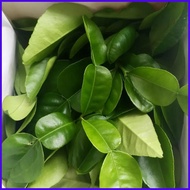 ❈ ❐ Kaffir Lime Leaves 20 grams