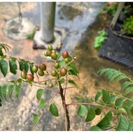 Murraya Koenigii, Indian Curry Tree, Curry Tree (0.8m)