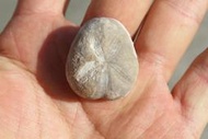 石棧  海膽化石  Pliotoxaster sp