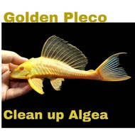 Red Eye Golden Pleco Fish 1pcs per Price-Clean Elgea Fish Cleaning Fish