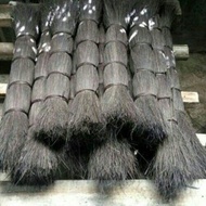 Sugar cane