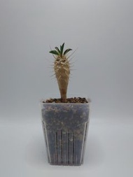 CP018.實生鬼棲閣