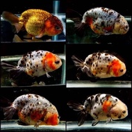 KOKI RANCHU SAPI MIXX RANDOM BERKUALITAS SZ 9-12 CM 