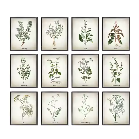 Herb Canvas Art Painting Vintage Herbal Illustrations Posters and Prints Culinary Herbs Botanical Ki
