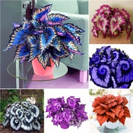 ✙♠▲100% Factory Direct Supply Colorful Coleus Seeds(100 Seeds)Mayana Varieties Live Rare Water Plant