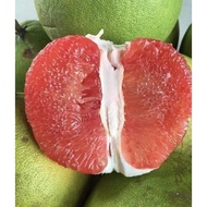 POKOK LIMAU BALI ISI MERAH